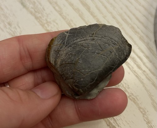 Fossil bivalve shell - fossil,