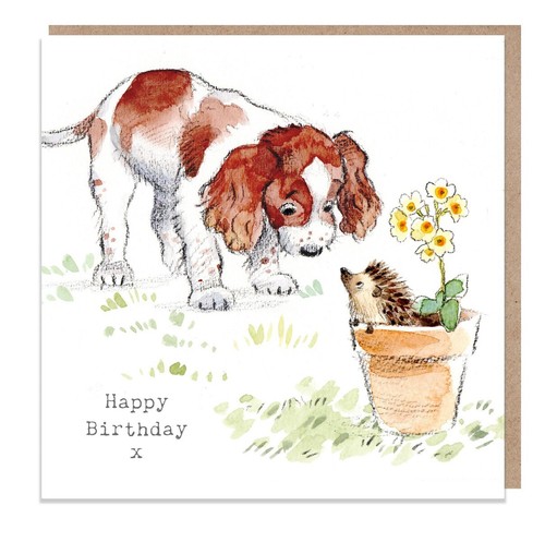 Springer spaniel and hedgehog - spaniel,