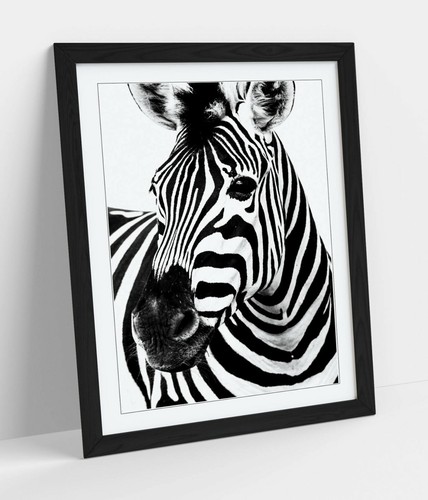 Zebra head framed poster wall - head,