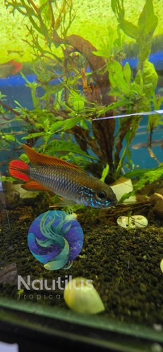 Apistogramma agassizii double - apistogramma,