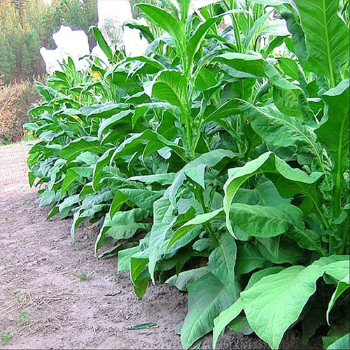 Virginian dark tobacco seeds - tobacco,