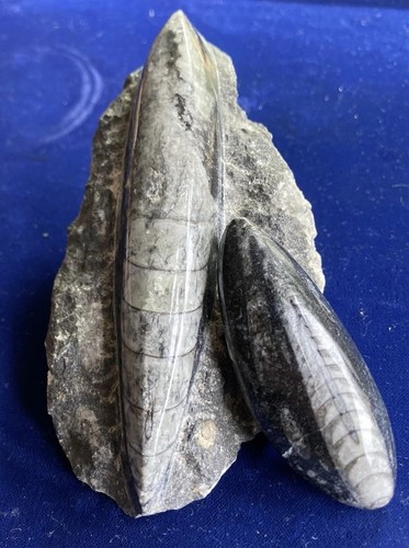 Orthoceras polished - orthoceras,