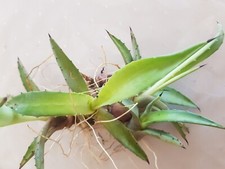 BLUE AGAVE AMERICANA /