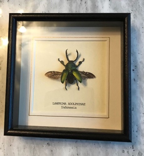 Real lamprima adolphinae - real,