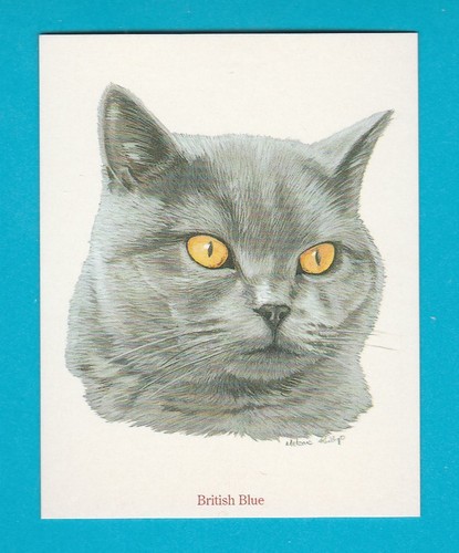 Cats british blue card no - blue,