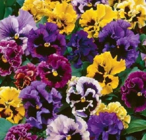 Pansy masterpiece rococo mix - pansy,