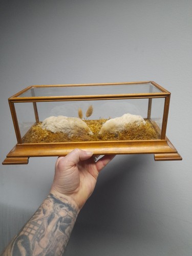 Cute taxidermy fox hare badger - hare,