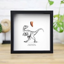 Velociraptor raptor tooth - tooth, &