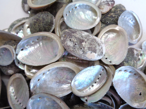 100 abalone sea shells - sea,