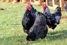 Fertile silver double - fertile,