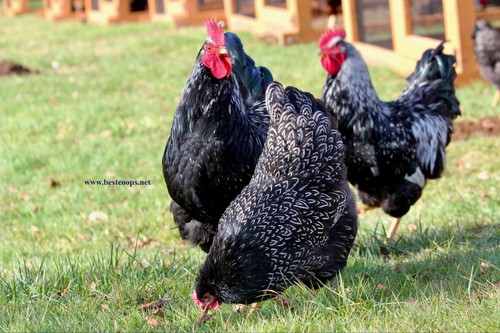 Fertile silver double laced - 6+,