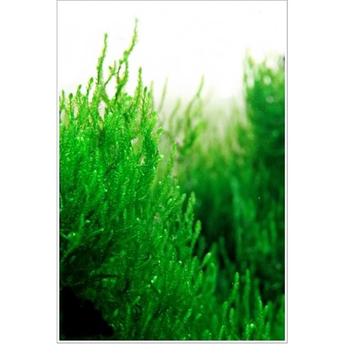 10g live moss for aquariums - for,