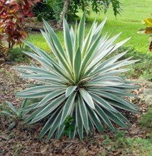 Yucca Gloriosa Variegated Tropical Evergreen 3L Pot Plants to your door