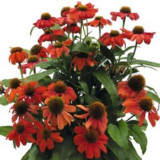 Echinacea 'PollyNation Orange