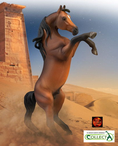 Arabian arab bay - arabian,