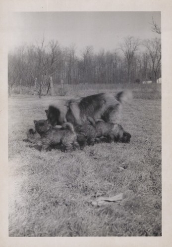 Keeshond dog dogs puppies - keeshond,