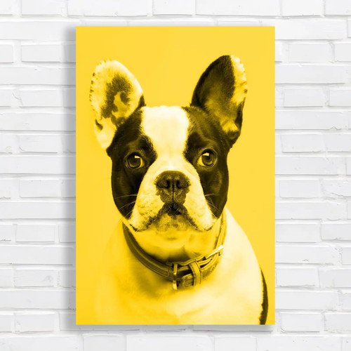 Adorable french bulldog yellow - bulldog,