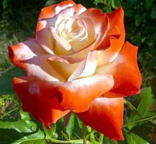 Orange white rose seeds - &,