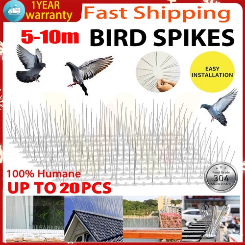 10m pigeon bird - pigeon,
