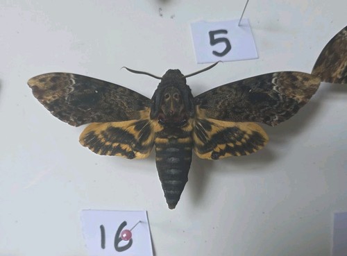 Acherontia lachesis death head - acherontia,