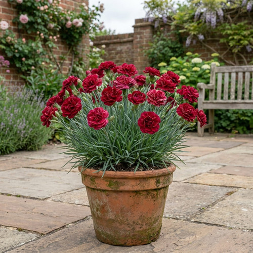 Carnation capitan cook - carnation,