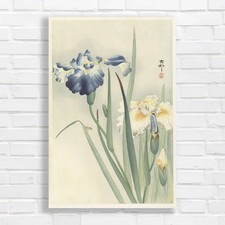 Japanese Iris Botanical Nature