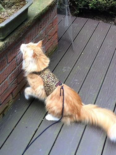 Mynwood cat jacket harness - mynwood, jacket/harness