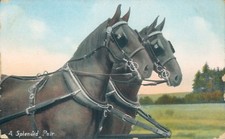 Carriage horses wildt and kray