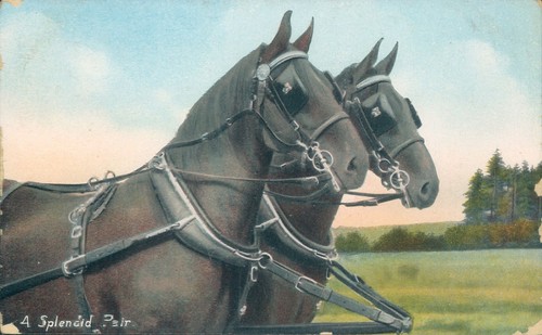 Carriage horses wildt and kray