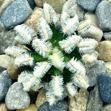 Mammillaria bertholdii White