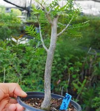 Bursera microphylla Random
