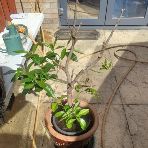 Citrus lime tree - citrus,