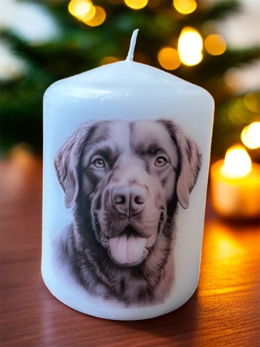 Chesapeake bay retriever - chesapeake, dog