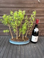 Bonsai Tree's Jap Larch Large