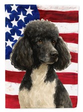 Parti Standard Poodle American
