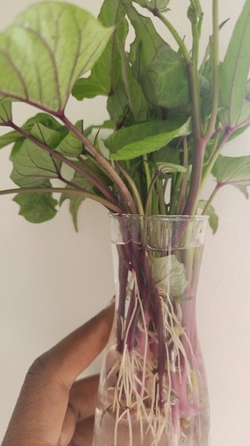 Sweet potato plant plug - potato,