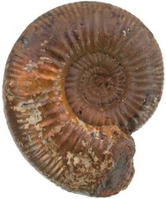 Dogger Grossouvria dilatata Limonitized Gold Snail High Eller 4494