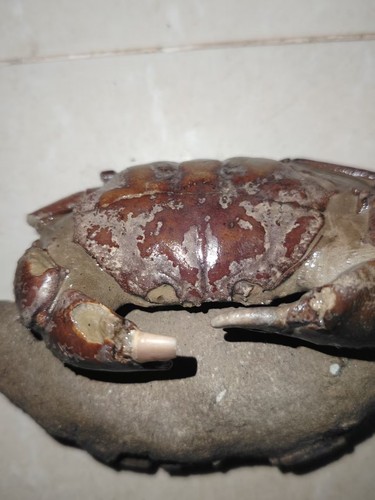 Natural crab fossils from