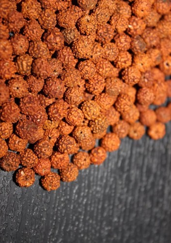 Loose rudraksha rudraksh - rudraksh, 10mm