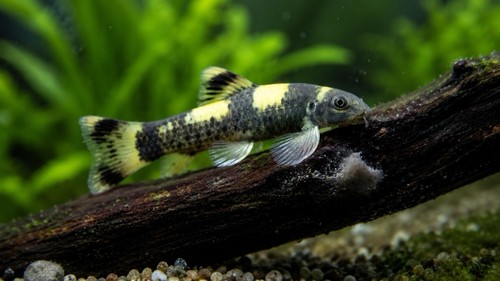 Pack panda garra live - 2,