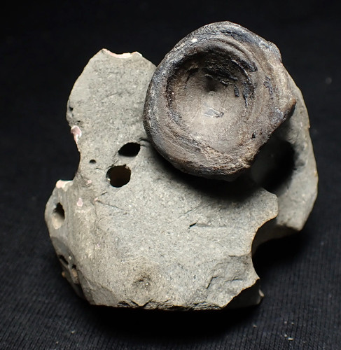 Jurassic ichthyosaur bone