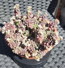 Sedum Furfuraceum Large - Stunning Collectors Succulent Plant 
