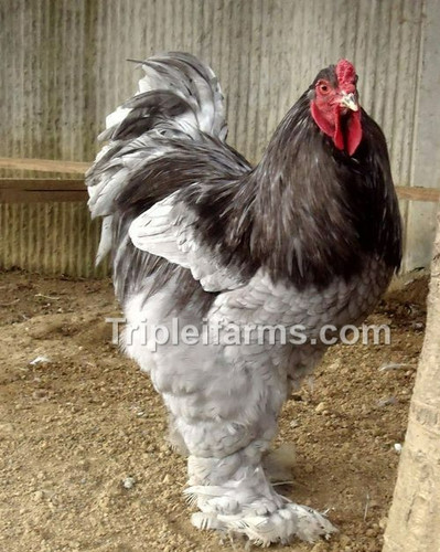 Gentle giants blue brahma - gentle, giants~