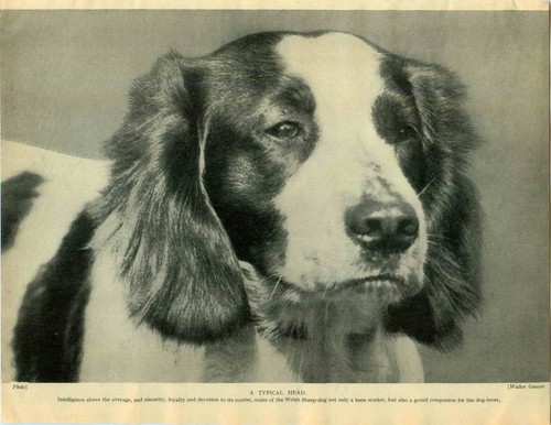 1930 book plate - book,