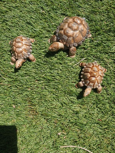 Vintage wade porcelain turtles - vintage,
