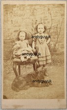 CDV FLAT COATED RETRIEVER DOG