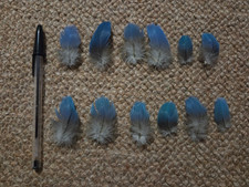 12 Blue Naturally Moulted Parrot Feathers