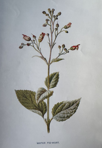 Antique print water - antique, figwort