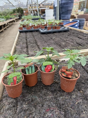Mixed vegetable plants - 4,