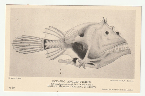 Oceanic angler fish m19 - oceanic,